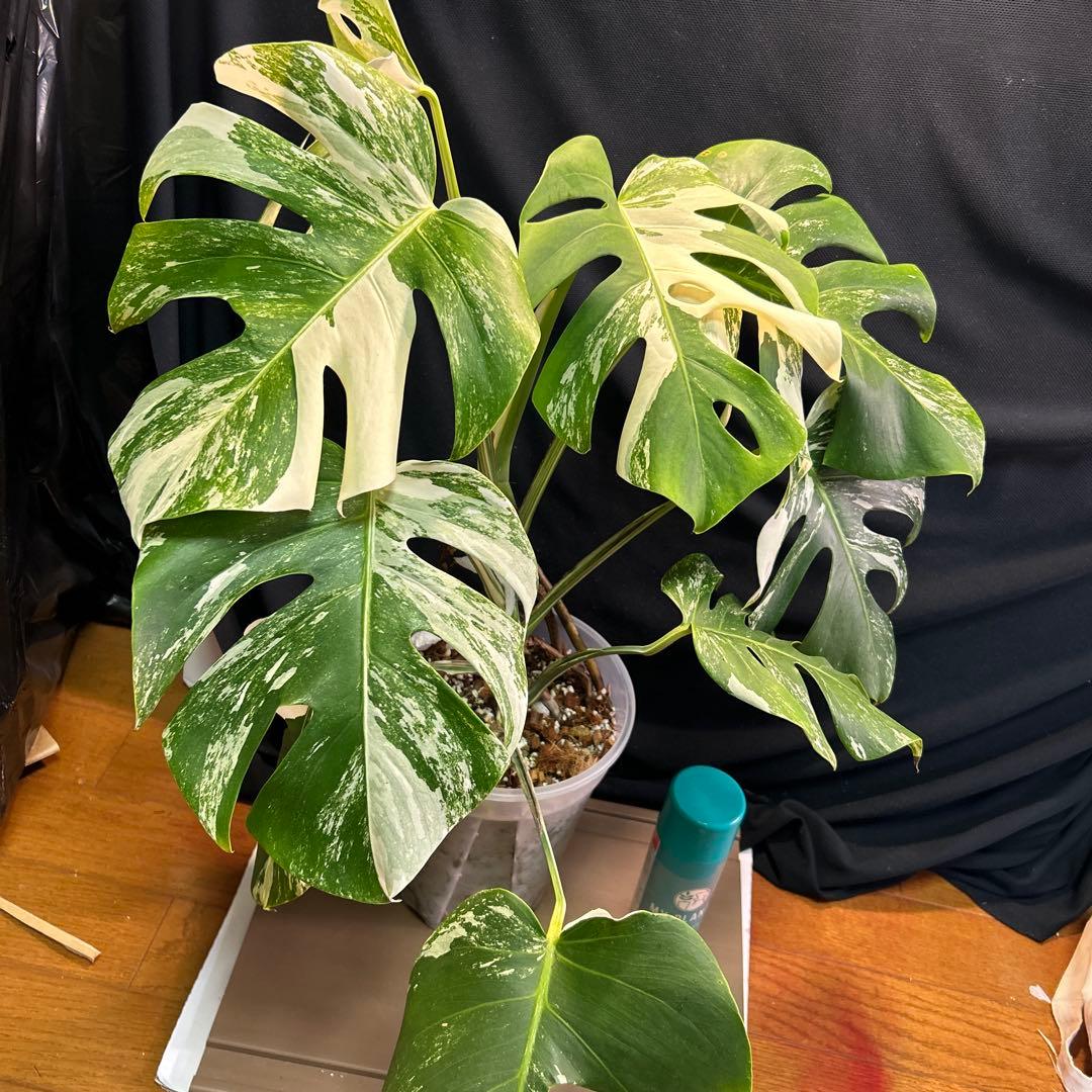 モンステラボルシギアナホワイトタイガー鉢植えまま発送