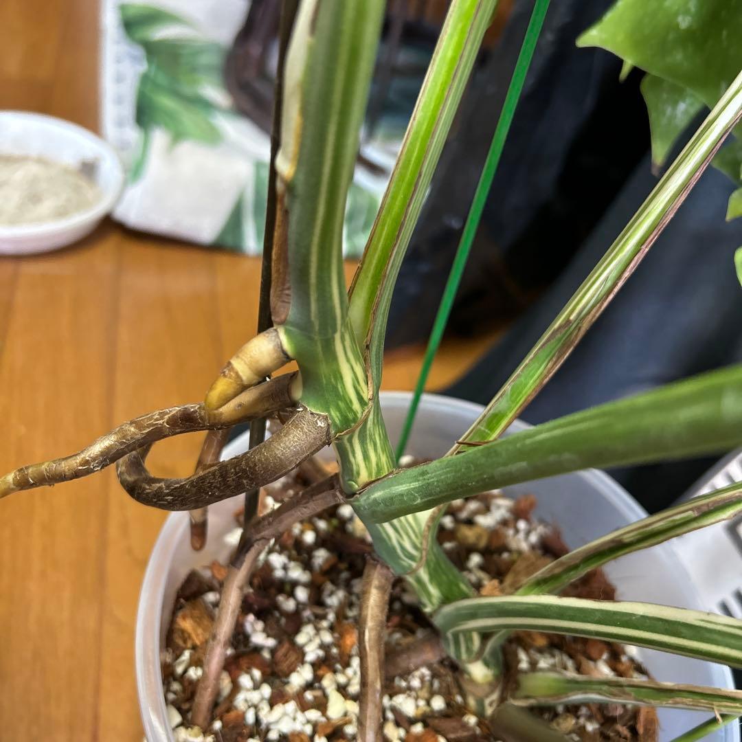 モンステラボルシギアナホワイトタイガー鉢植えまま発送