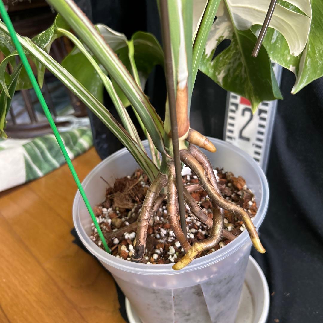 モンステラボルシギアナホワイトタイガー鉢植えまま発送