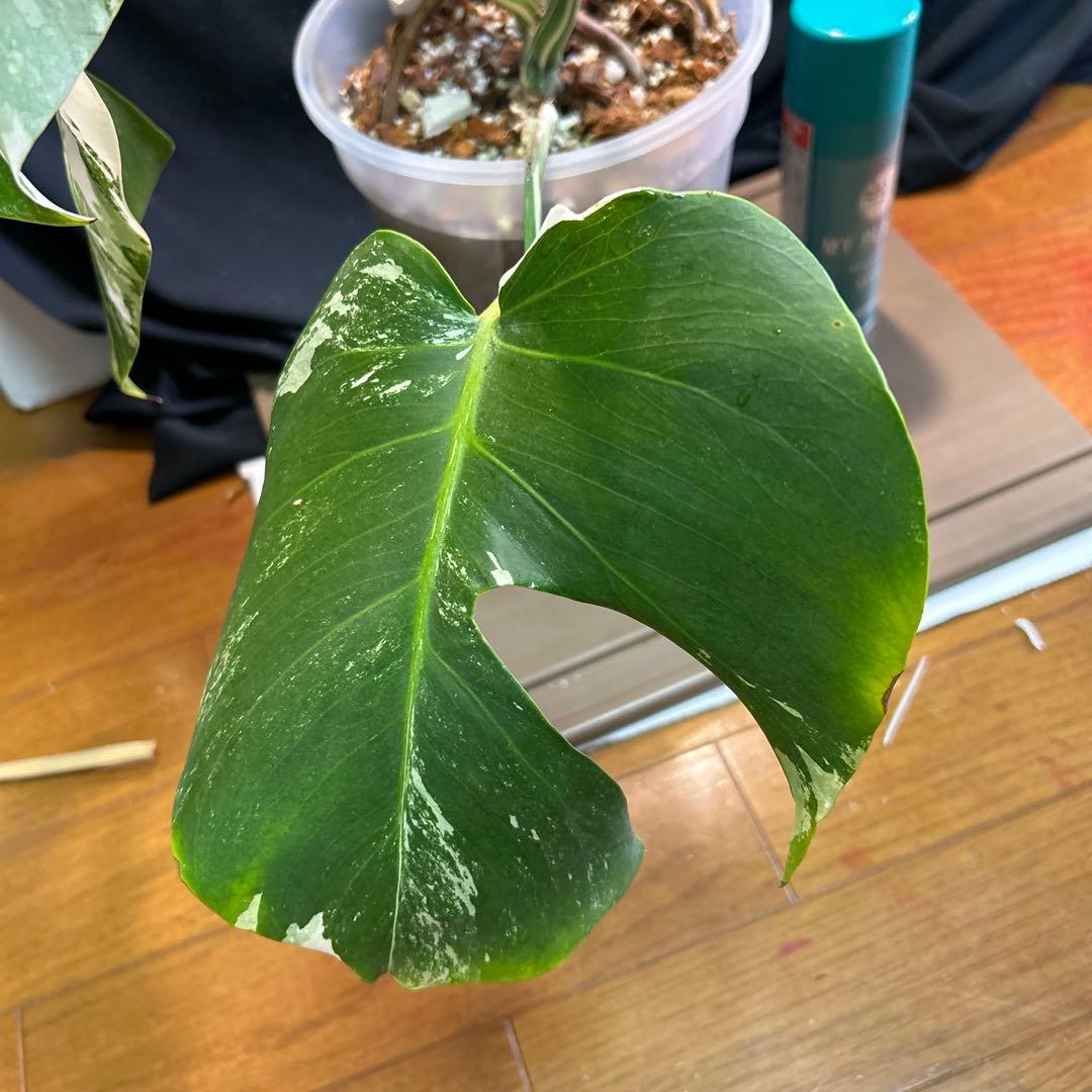 モンステラボルシギアナホワイトタイガー鉢植えまま発送