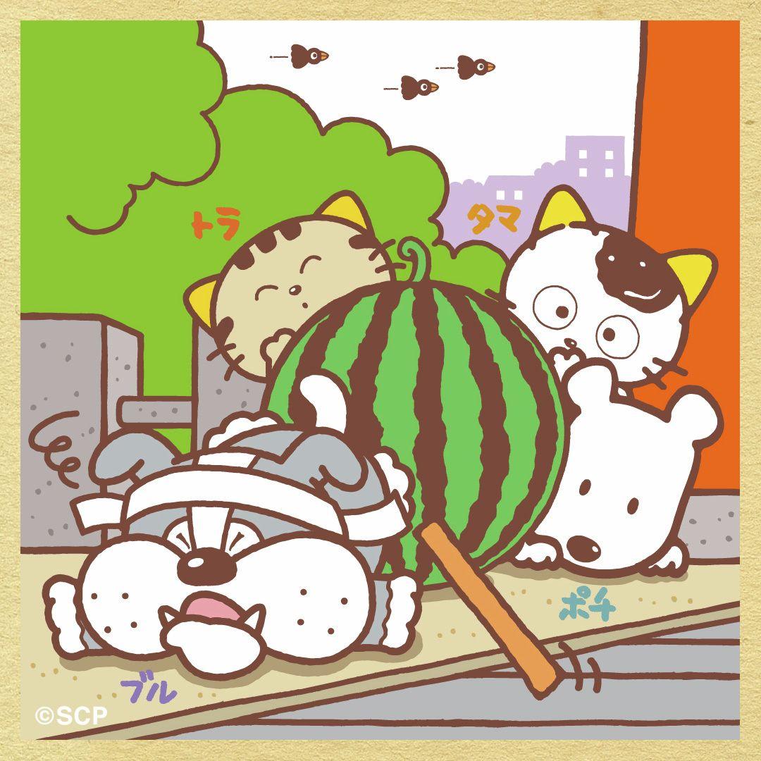 うちのタマしりませんか　正方形4