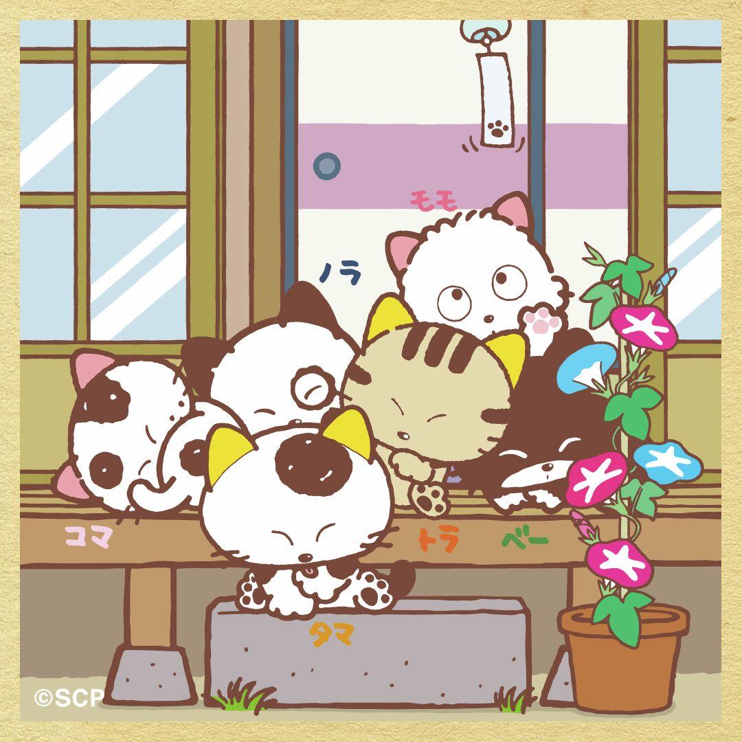 うちのタマしりませんか　正方形4