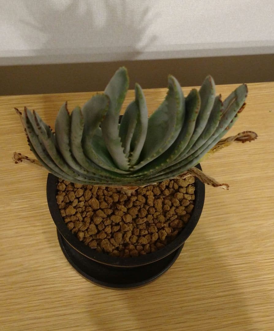 美優良株 アロエ コンプレッサ シストフィラ 実生株 - メルカリ