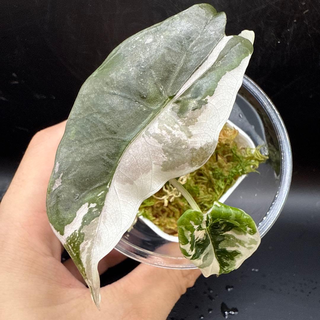 アロカシア チャントリエリ ピンク