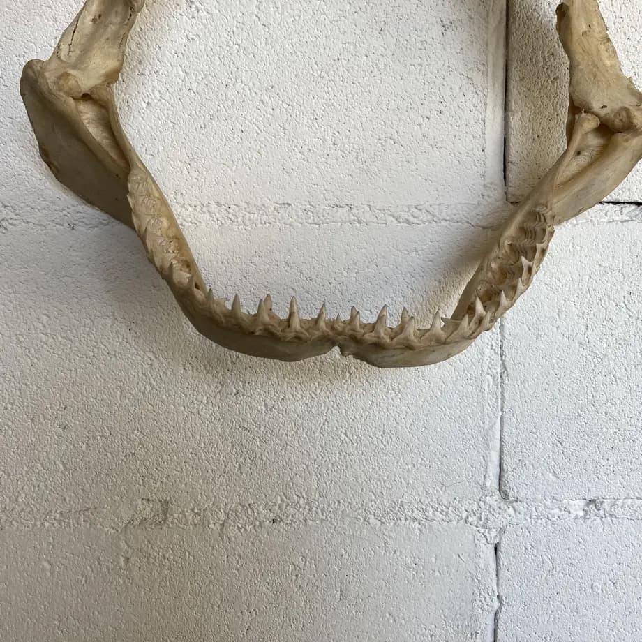 と*ろ様 サメ　歯　オブジェ　標本