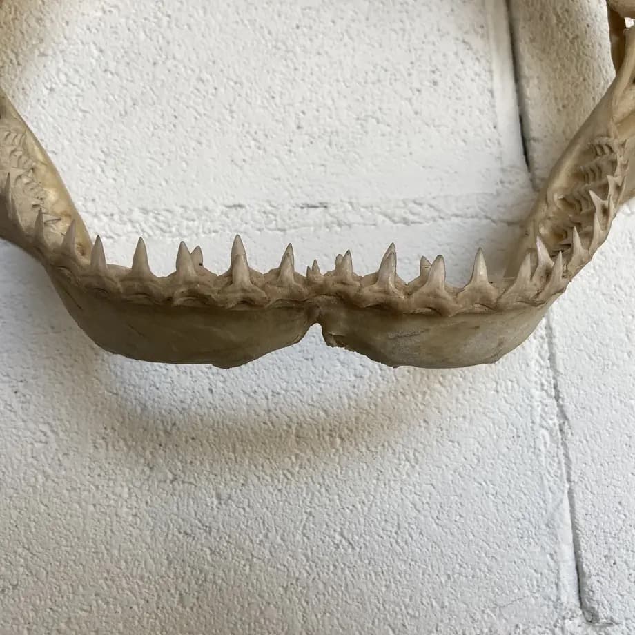 と*ろ様 サメ　歯　オブジェ　標本