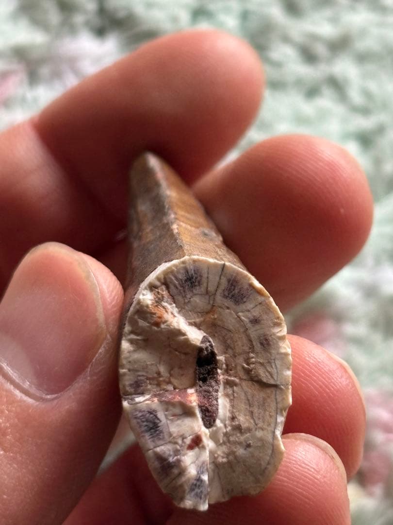 5.6cm 古代の巨大ワニ　サルコスクス　歯　化石