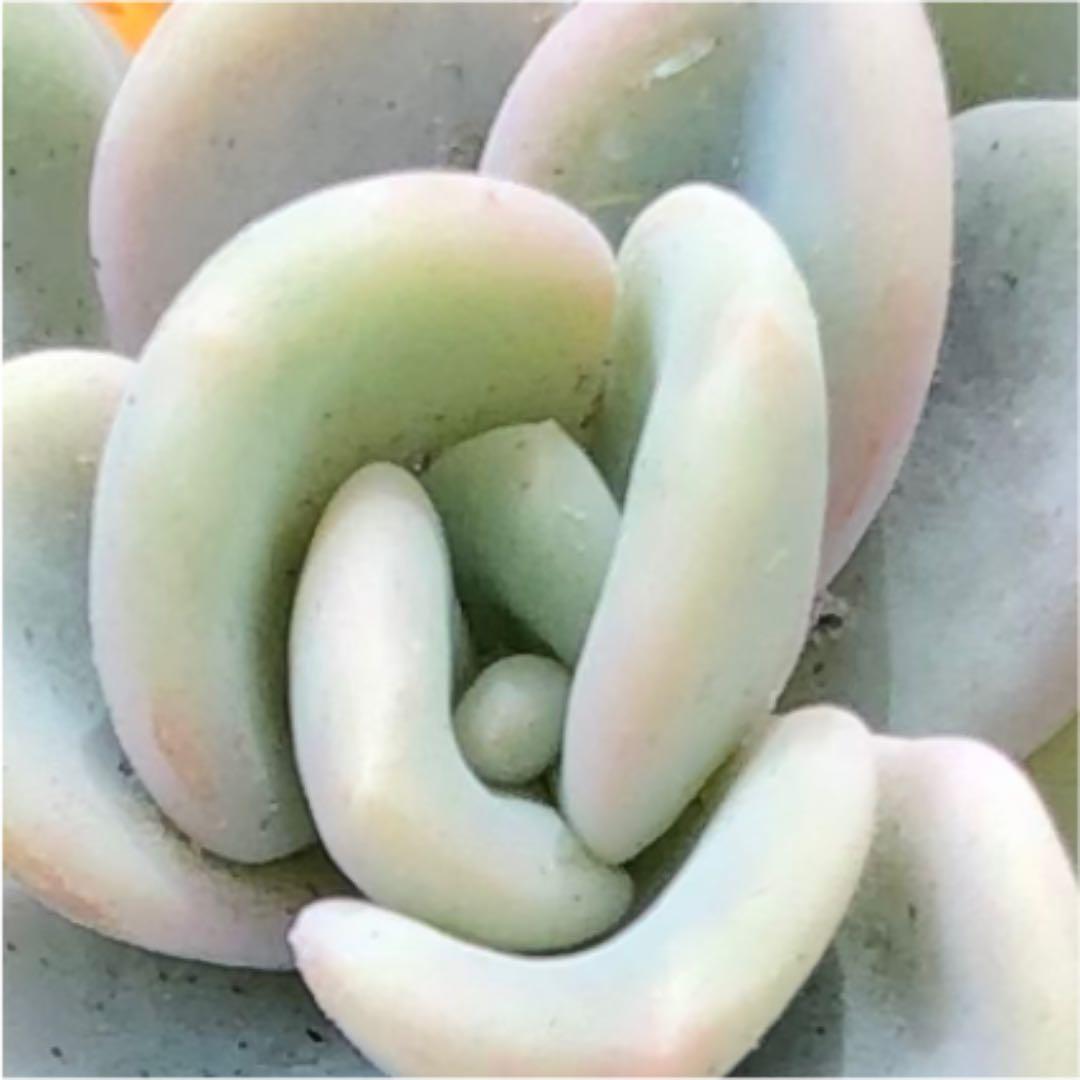 多肉植物^o^  オルペット