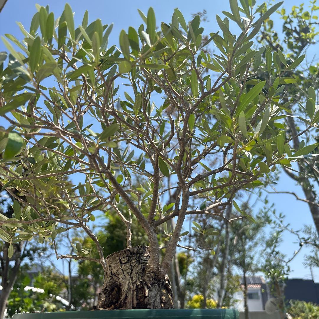 ポップ　オリーブの木　古木　極太　植物　盆栽