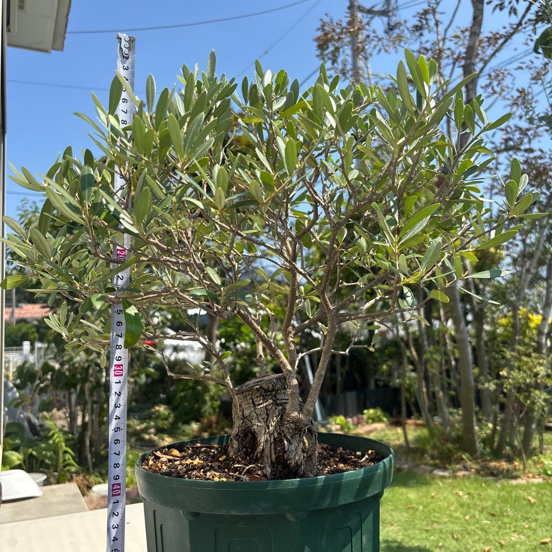 ポップ　オリーブの木　古木　極太　植物　盆栽