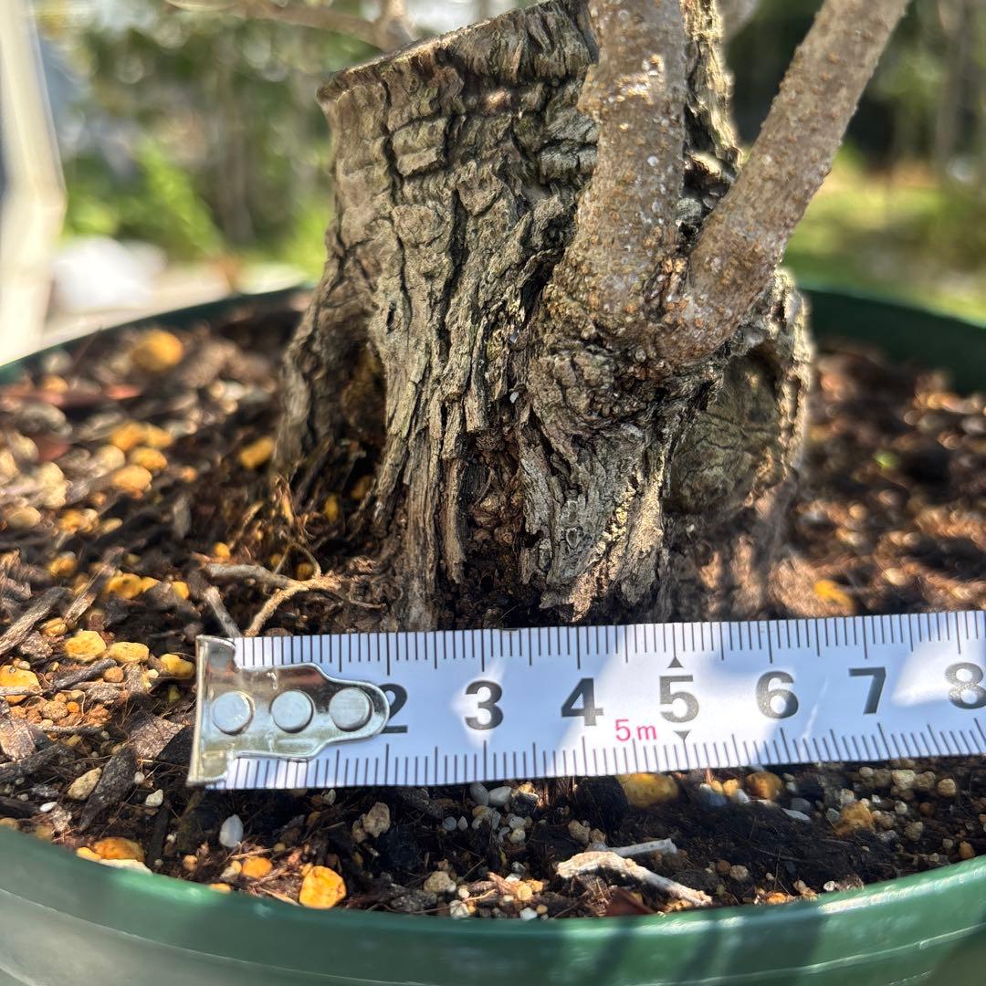 ポップ　オリーブの木　古木　極太　植物　盆栽