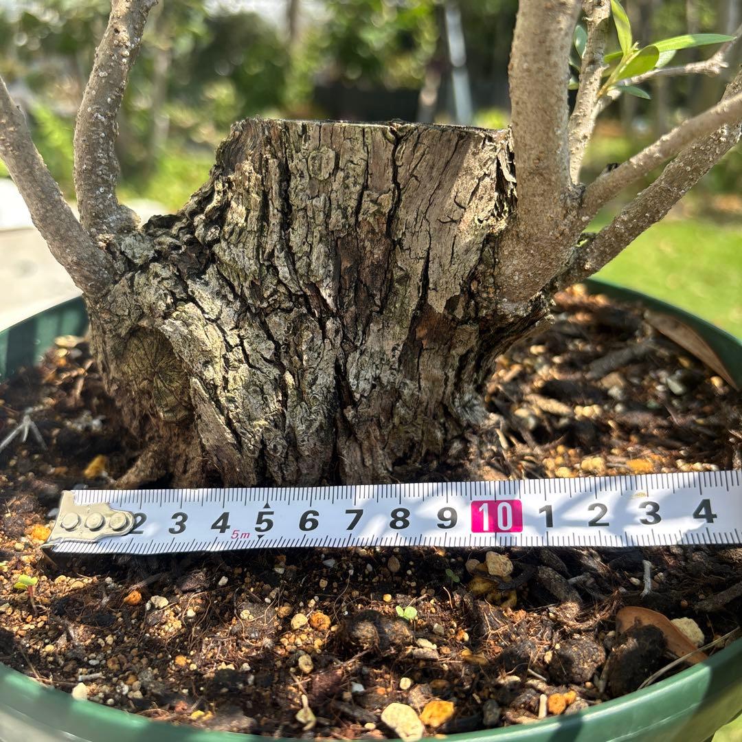 ポップ　オリーブの木　古木　極太　植物　盆栽