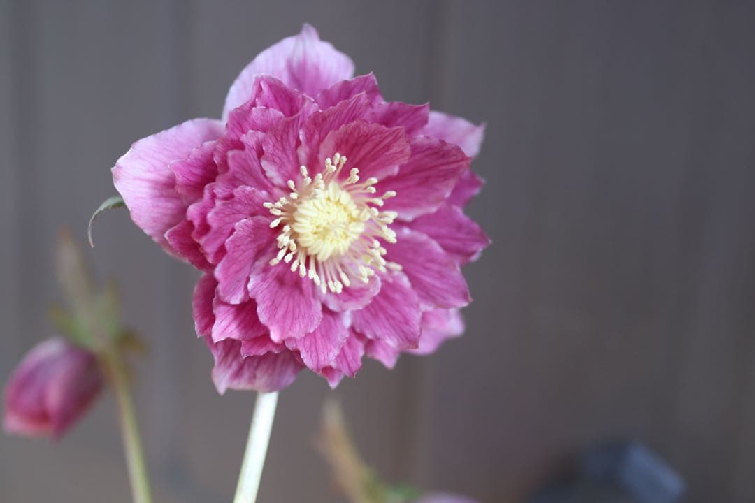 ♡広瀬園芸♡つぼみが可愛いソレイユ系、ピンクゴールド。 - メルカリ