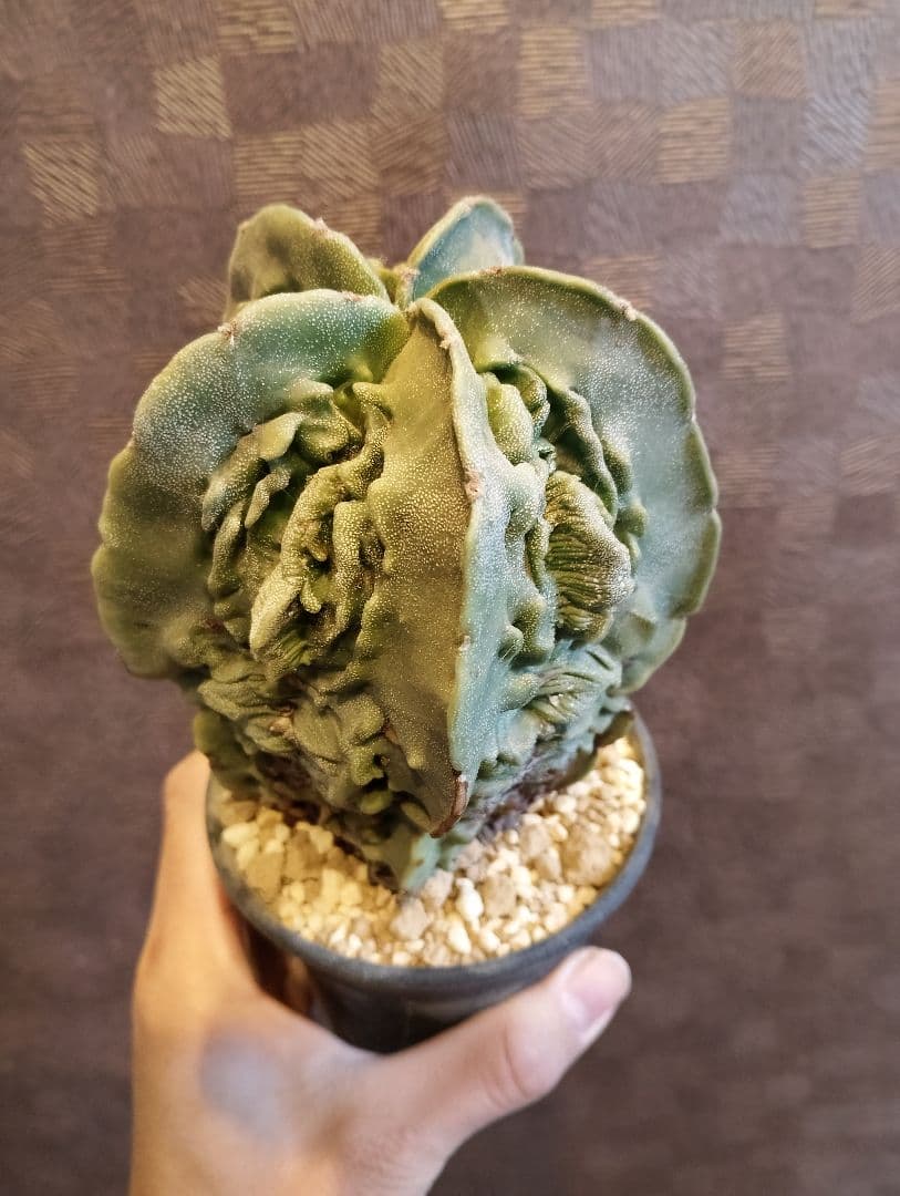 \"大株 極上\" 複隆 ランポー