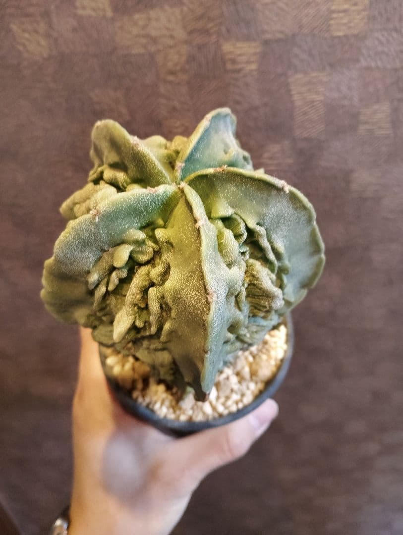 \"大株 極上\" 複隆 ランポー