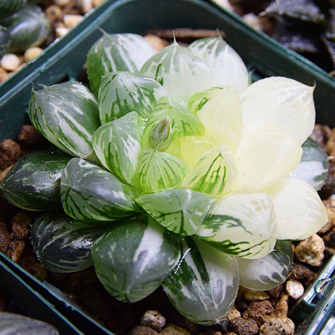 ハオルチア オブツーサ錦 極上斑 - メルカリ