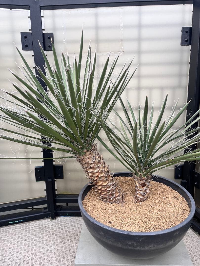 ユッカ フィリフェラ　2分頭　ダブルヘッド