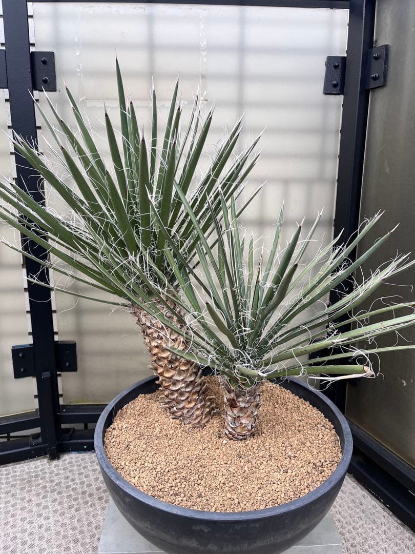 ユッカ フィリフェラ　2分頭　ダブルヘッド