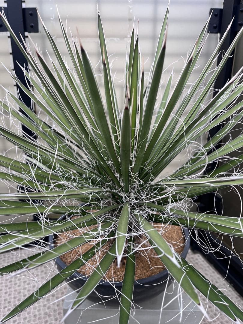 ユッカ フィリフェラ　2分頭　ダブルヘッド