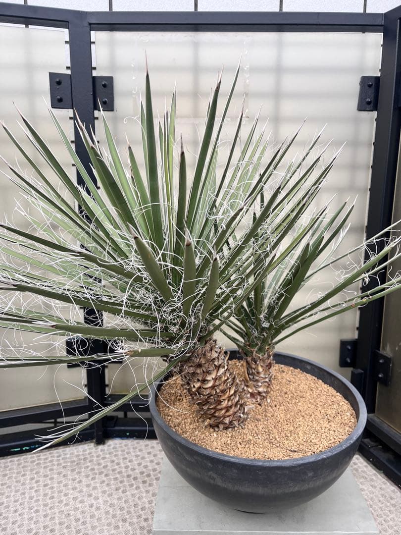 ユッカ フィリフェラ　2分頭　ダブルヘッド