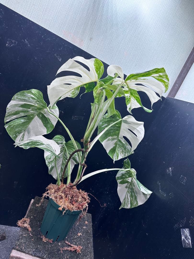斑入りモンステラ ホワイトタイガー極美大株64cm白斑多 - メルカリ