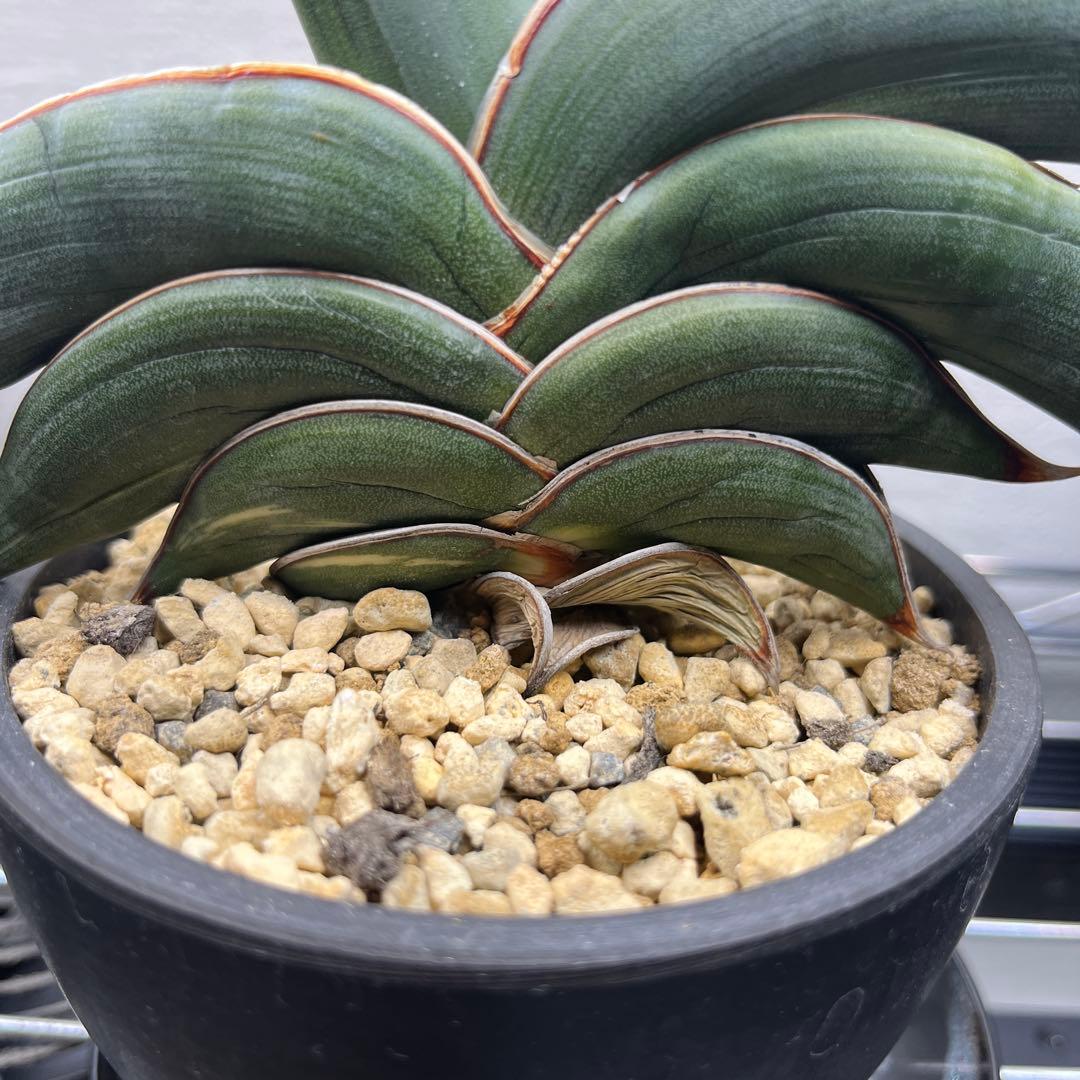 サンセベリア　ロリダ　斑入り　サンスベリア