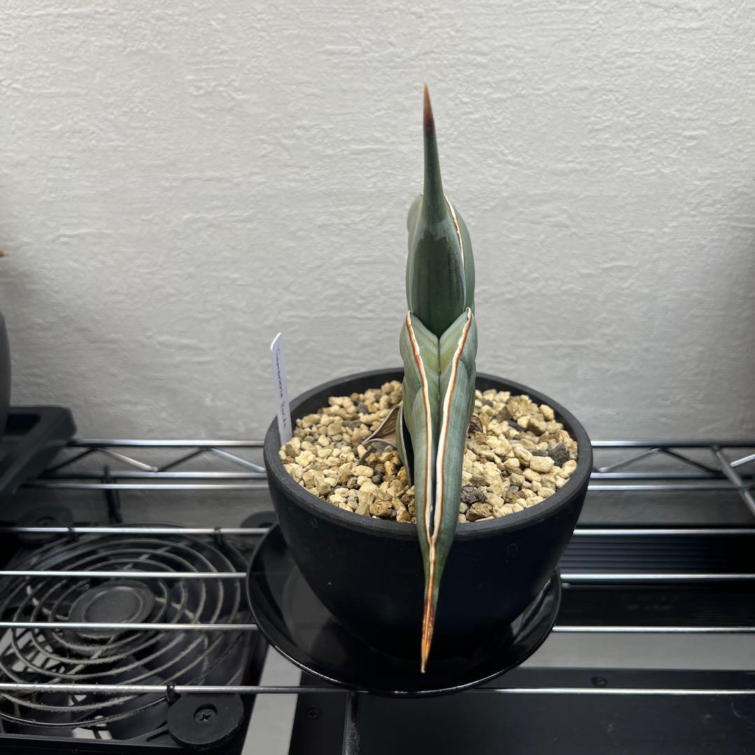 サンセベリア　ロリダ　斑入り　サンスベリア