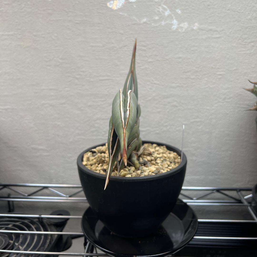 サンセベリア　ロリダ　斑入り　サンスベリア