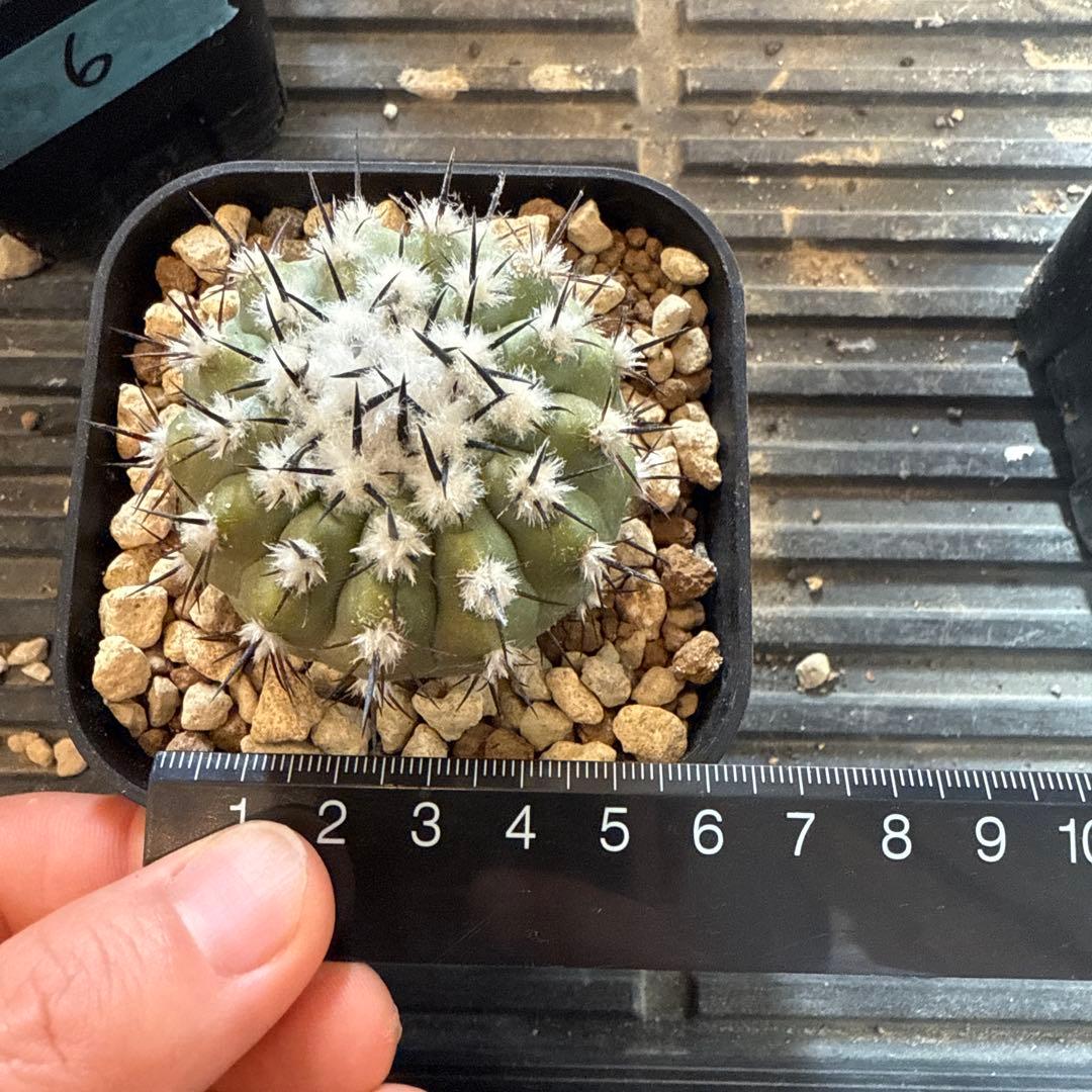 黒王丸　実生　接木　台付　発根済　4