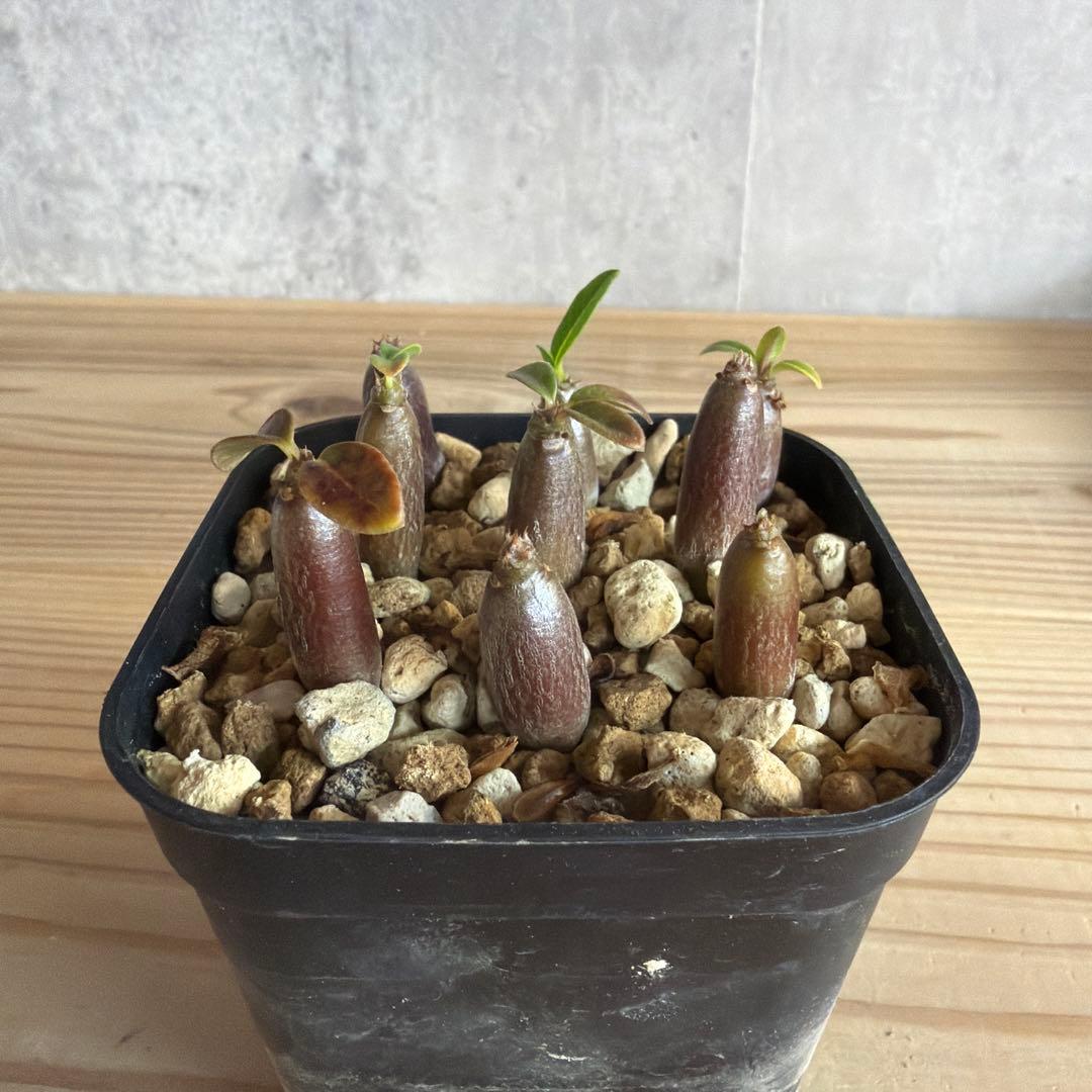 9株セット　パキポディウムウィンゾリー 国内実生株