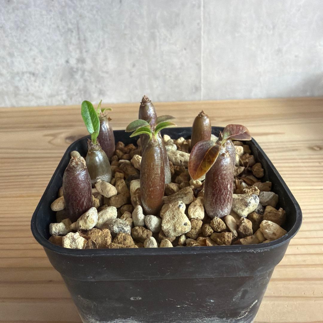 9株セット　パキポディウムウィンゾリー 国内実生株