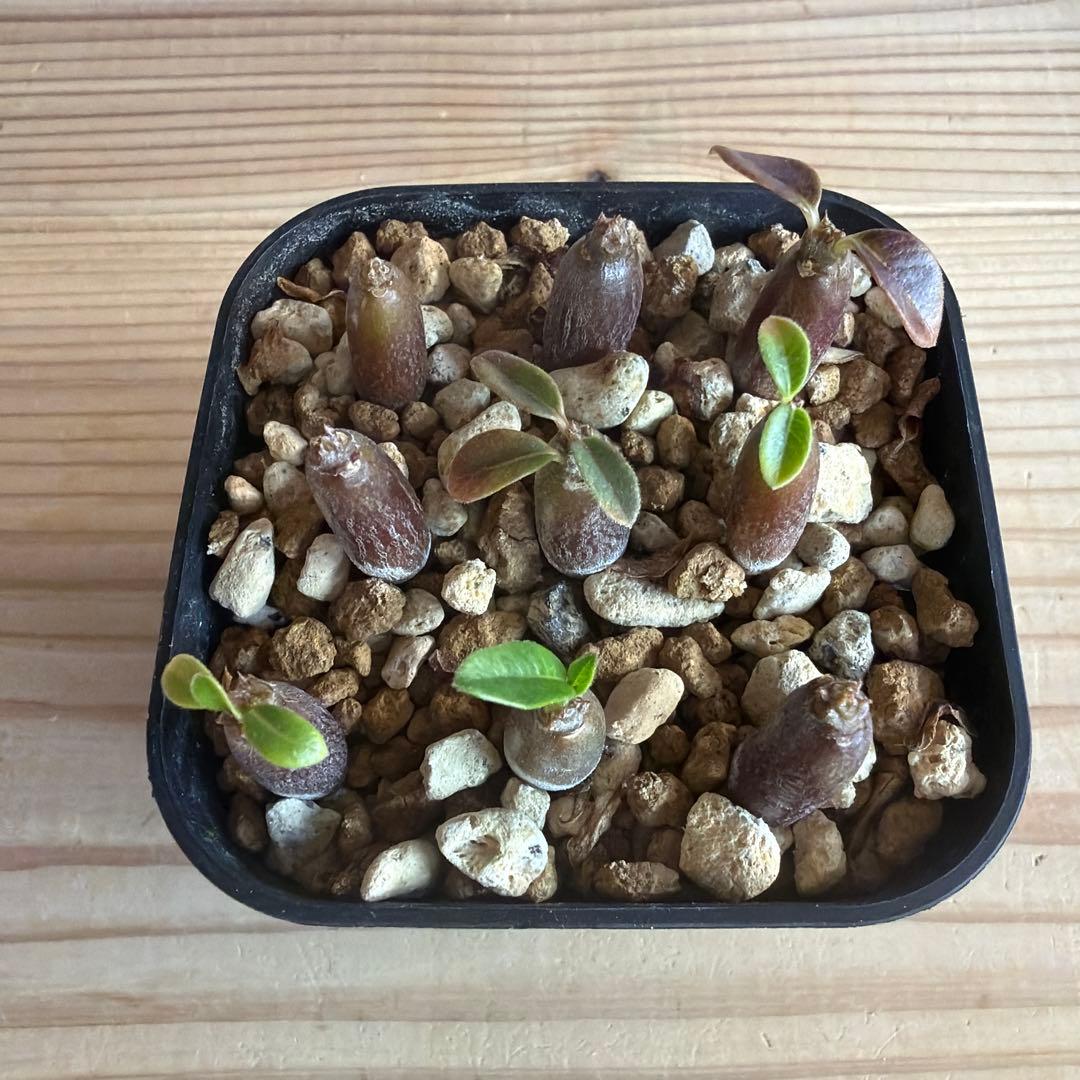 9株セット　パキポディウムウィンゾリー 国内実生株