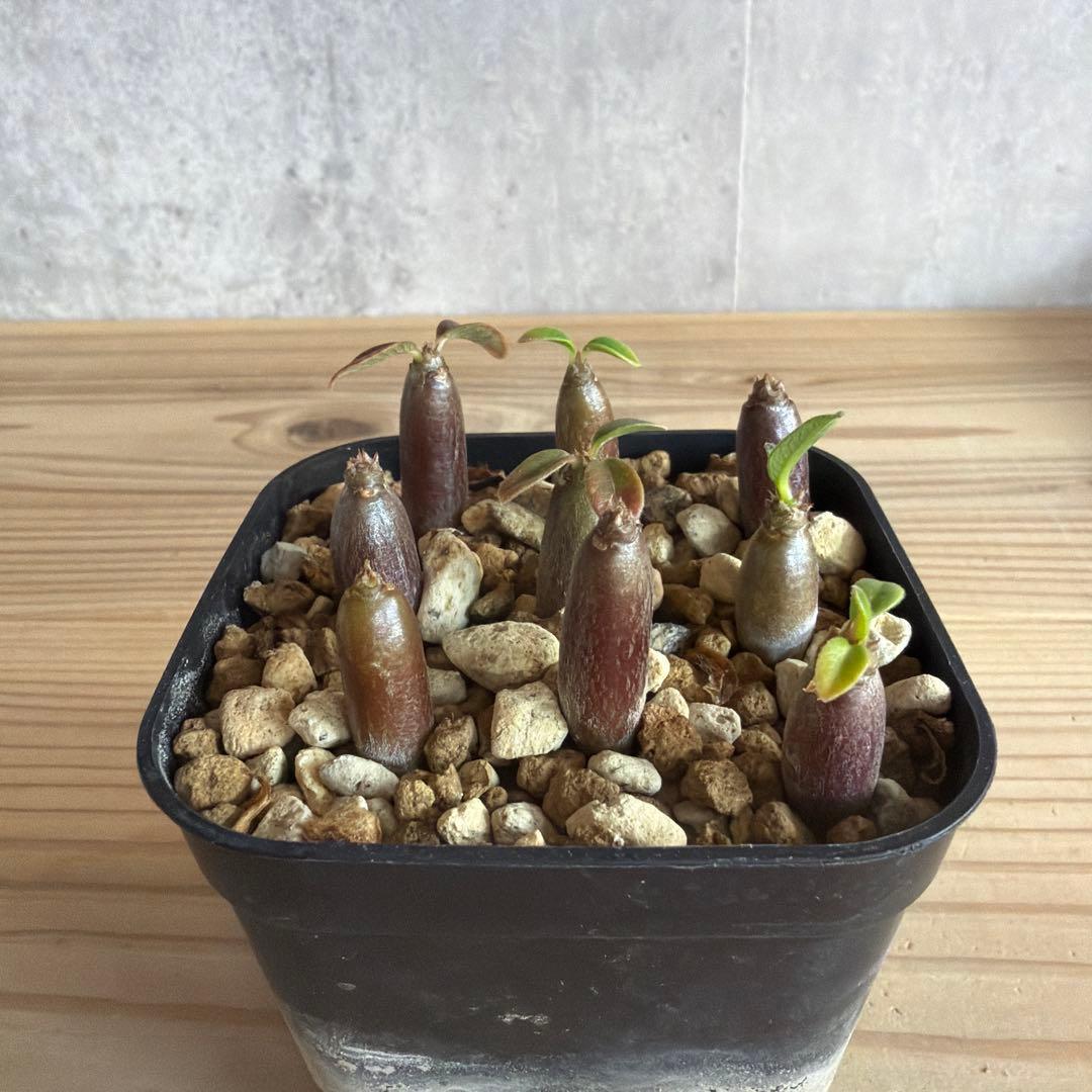 9株セット　パキポディウムウィンゾリー 国内実生株