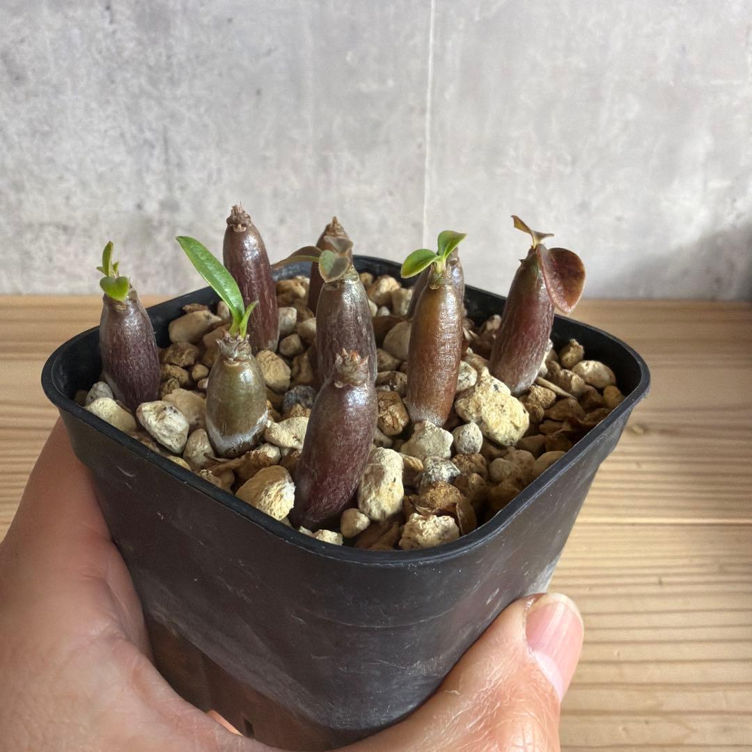 9株セット　パキポディウムウィンゾリー 国内実生株