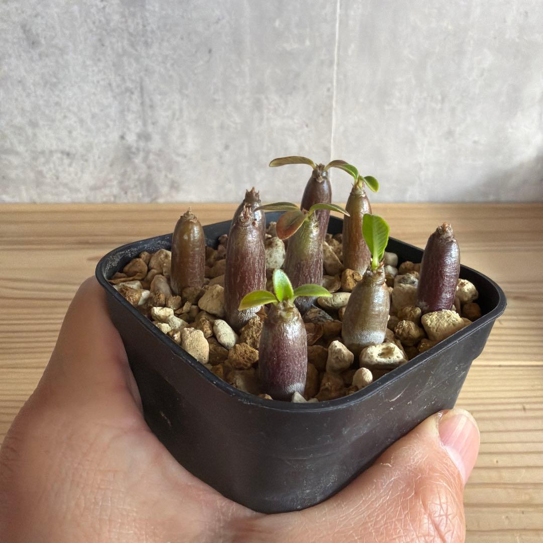 9株セット　パキポディウムウィンゾリー 国内実生株