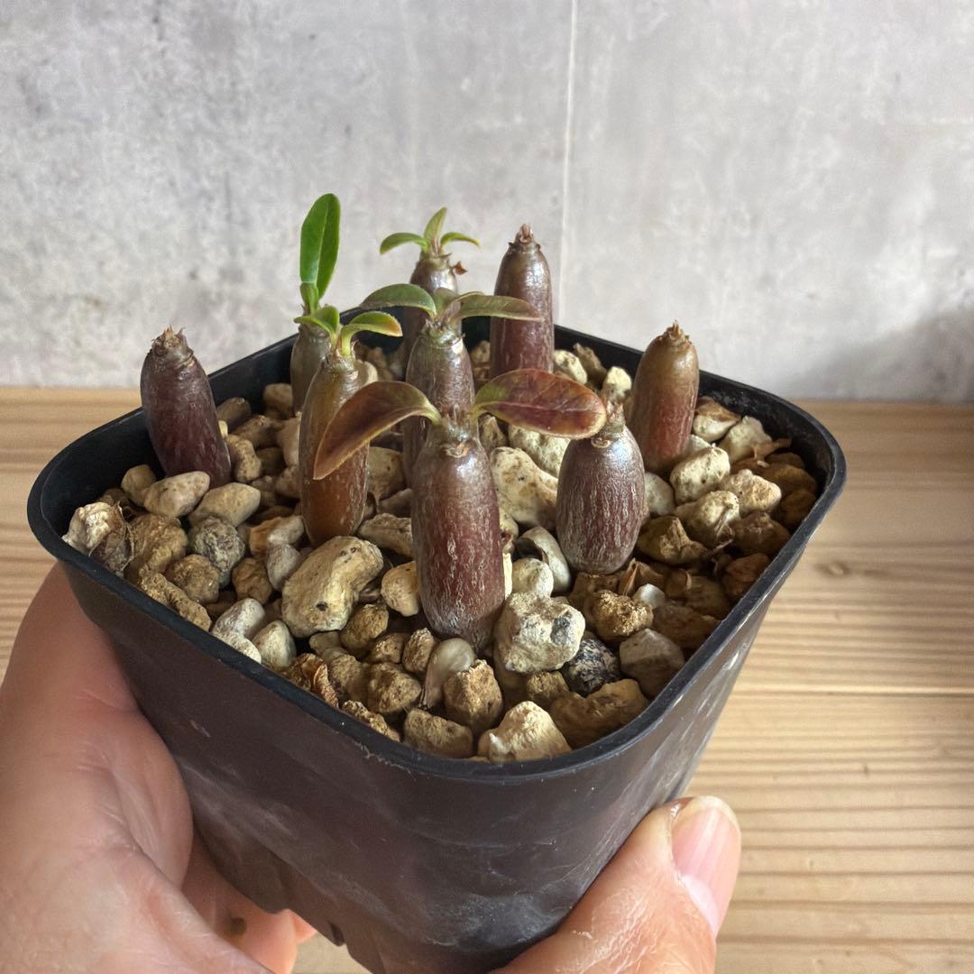 9株セット　パキポディウムウィンゾリー 国内実生株