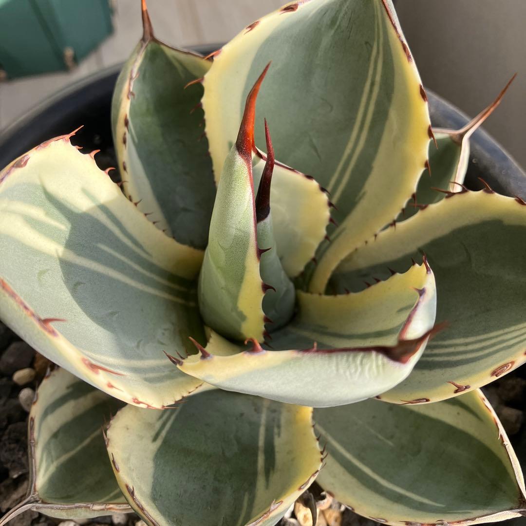 【コレクション株】アガベ　パリートランカータ　オリザバ 【親株出品】6号鉢