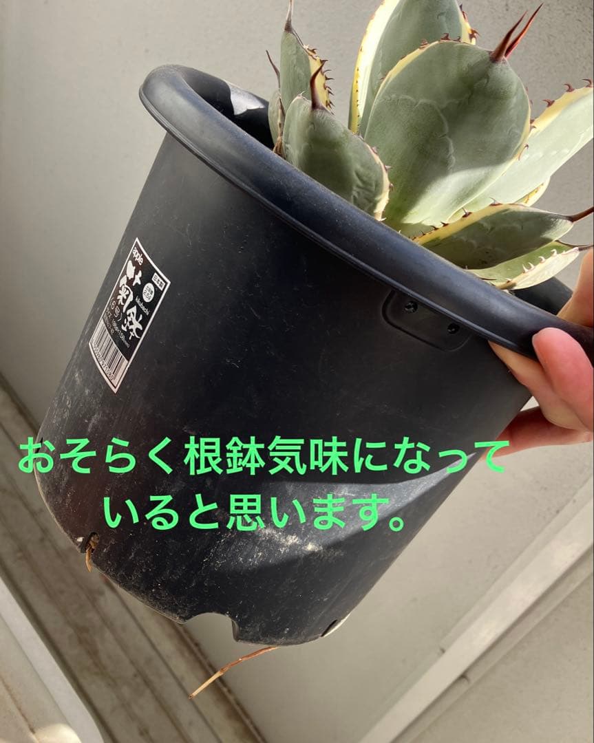 【コレクション株】アガベ　パリートランカータ　オリザバ 【親株出品】6号鉢