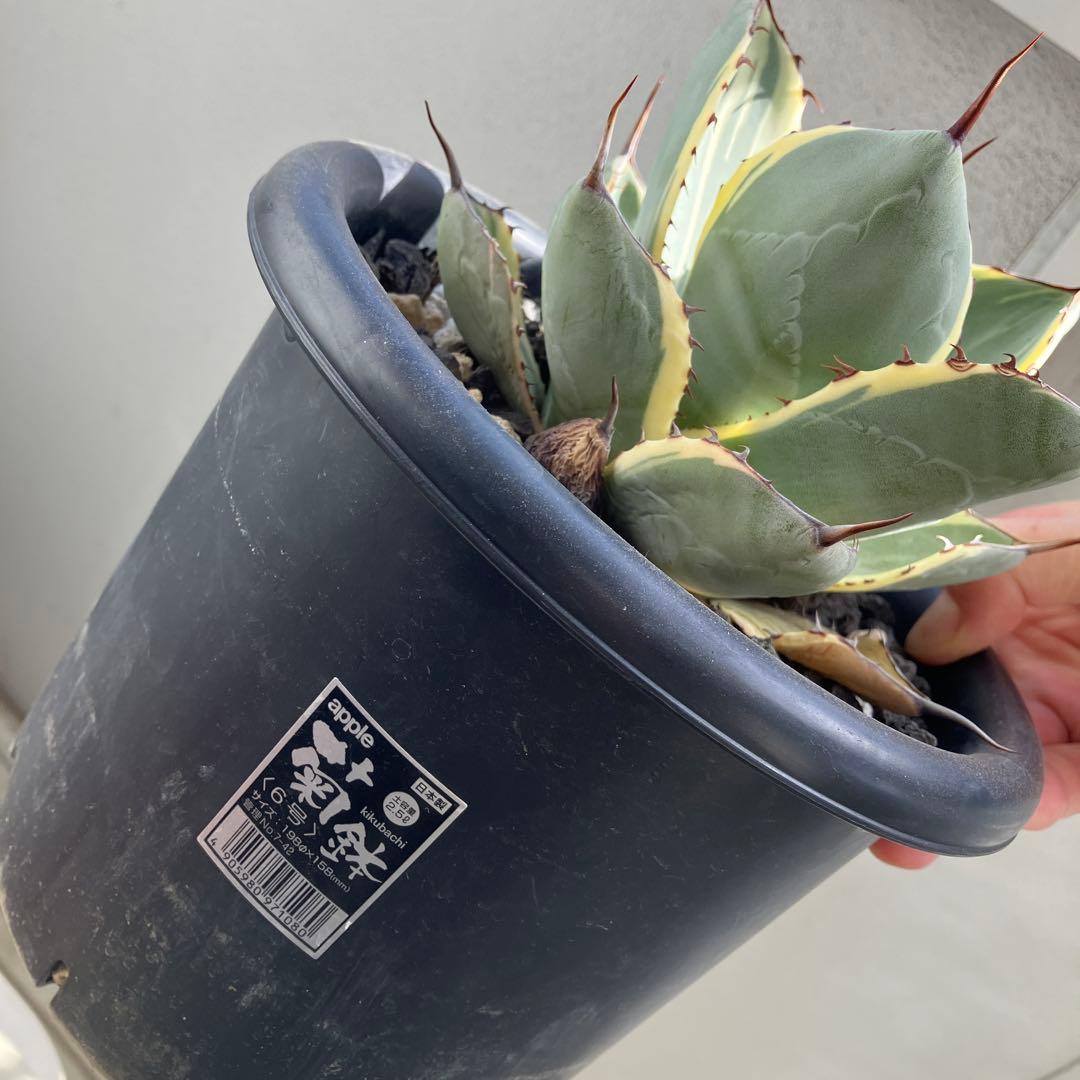 【コレクション株】アガベ　パリートランカータ　オリザバ 【親株出品】6号鉢