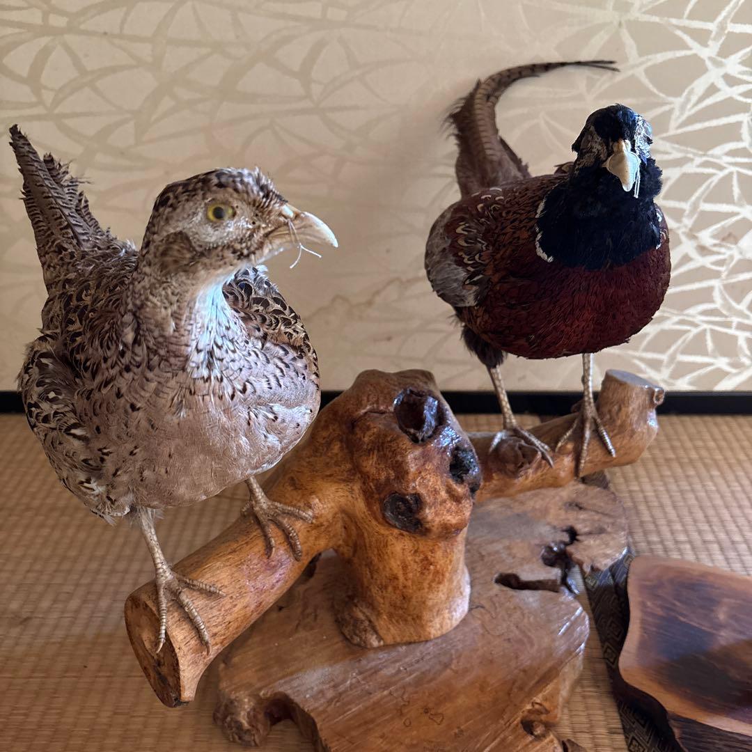 雉　剥製　4羽セット