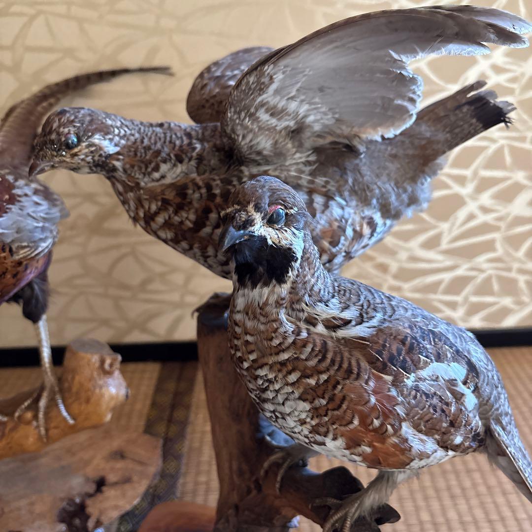 雉　剥製　4羽セット