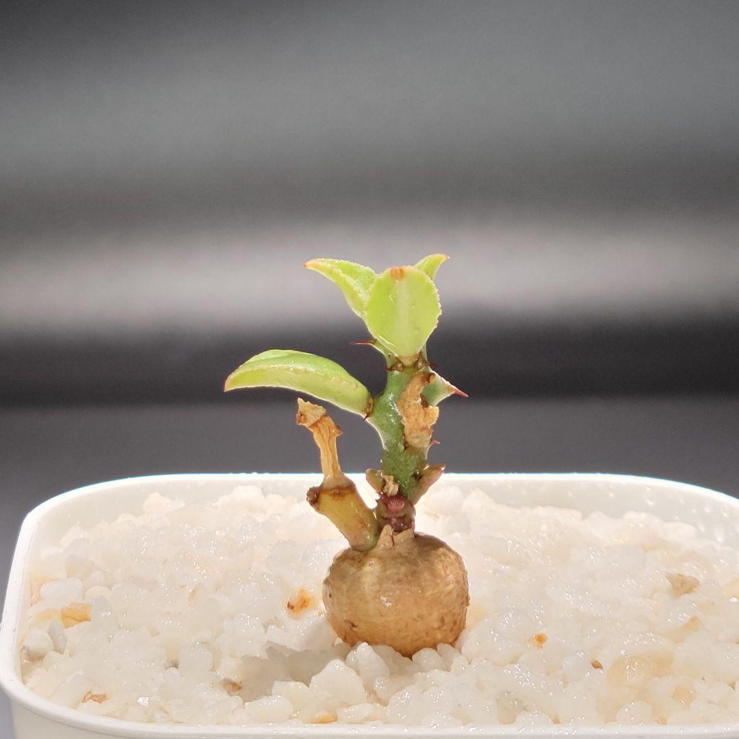 新種【海外実生】ユーフォルビア・エムウィラ/Euphorbia Mwila③