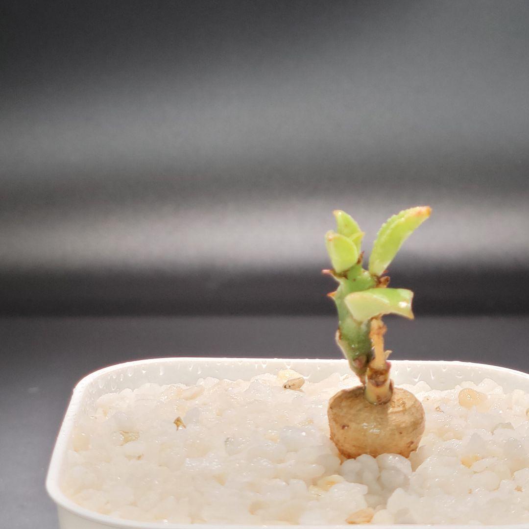 新種【海外実生】ユーフォルビア・エムウィラ/Euphorbia Mwila③