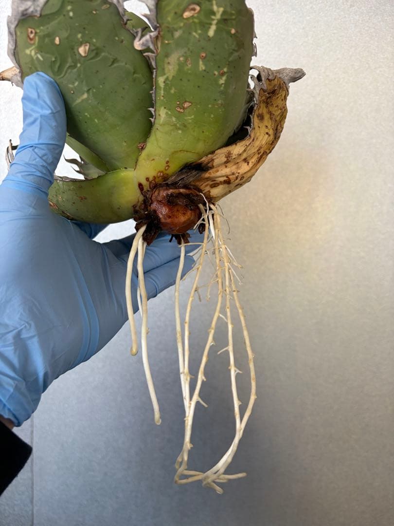 オアハカ アガベ チタノタ 現地球 発根済み