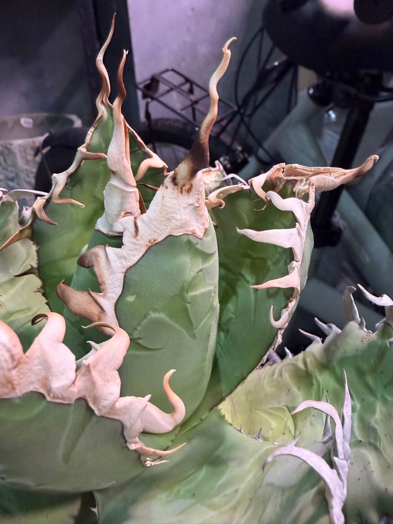 オアハカ アガベ チタノタ 現地球 発根済み