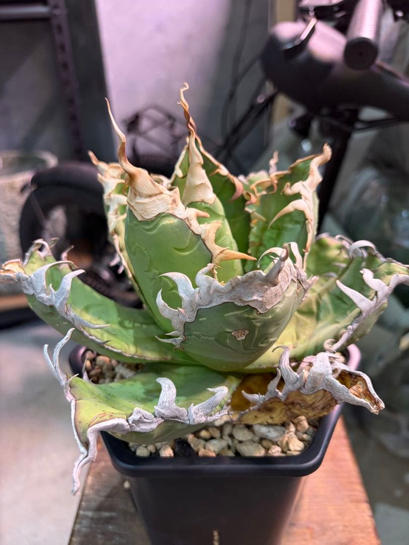 オアハカ アガベ チタノタ 現地球 発根済み