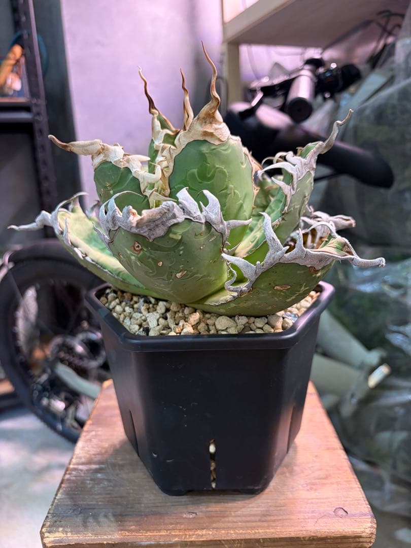 オアハカ アガベ チタノタ 現地球 発根済み