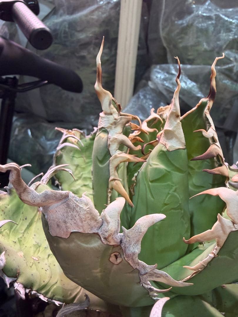 オアハカ アガベ チタノタ 現地球 発根済み