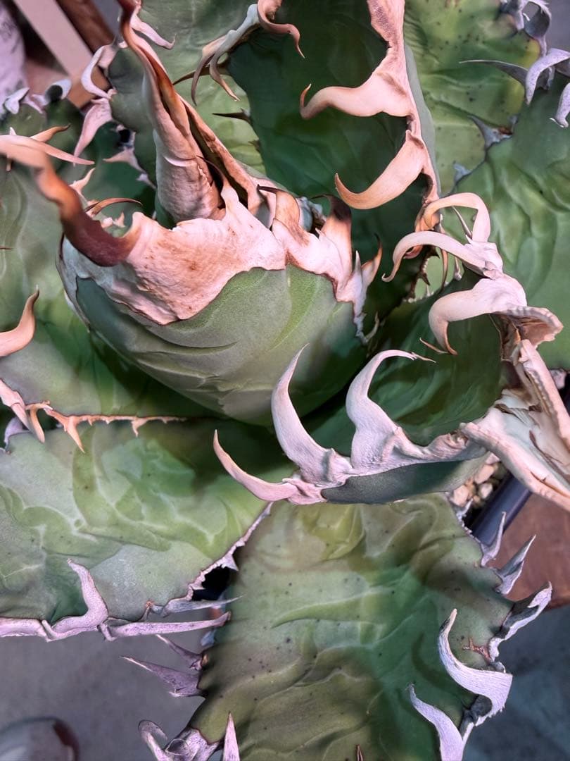 オアハカ アガベ チタノタ 現地球 発根済み