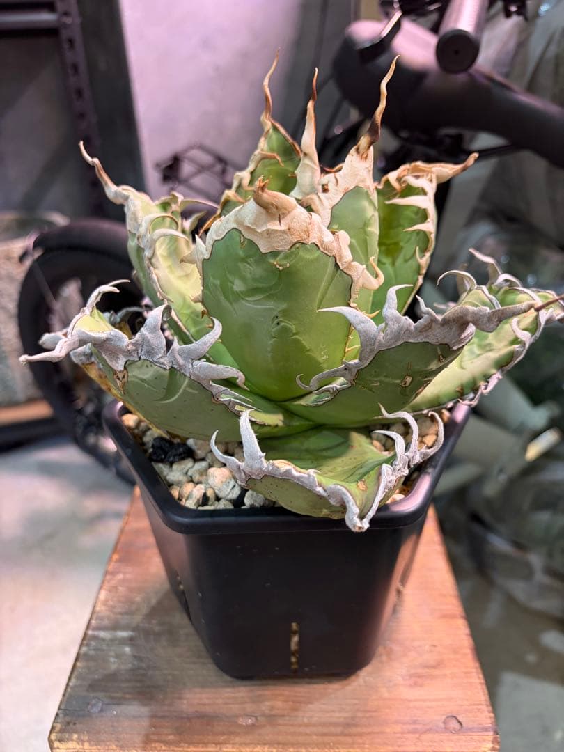 オアハカ アガベ チタノタ 現地球 発根済み